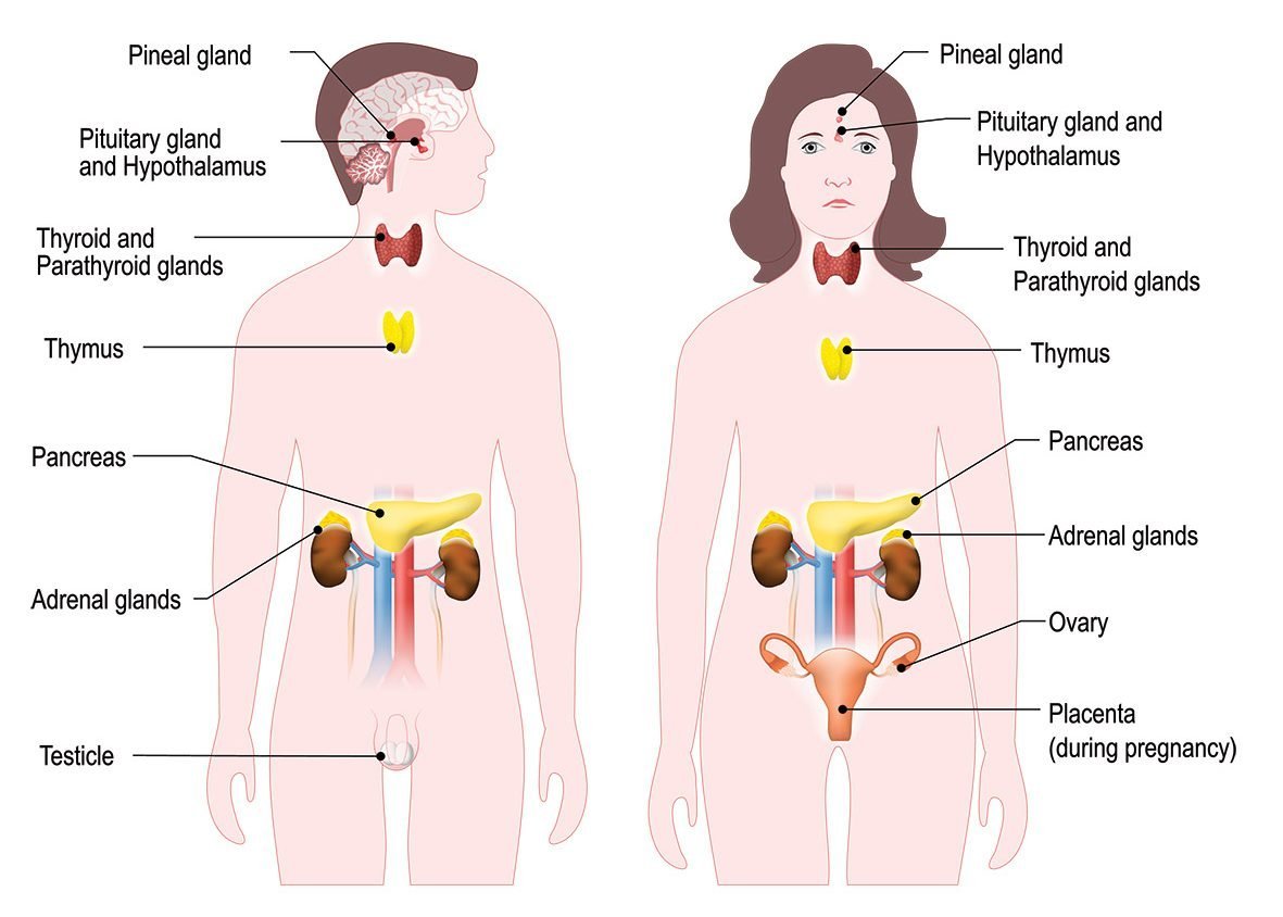 The Endocrine System